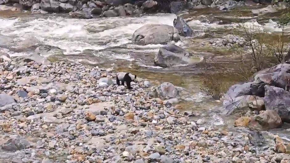 皇冠信用网代理注册_游客在陕西龙吟峡偶遇大熊猫过河皇冠信用网代理注册，景区：系纯野生秦岭大熊猫，今年首次发现